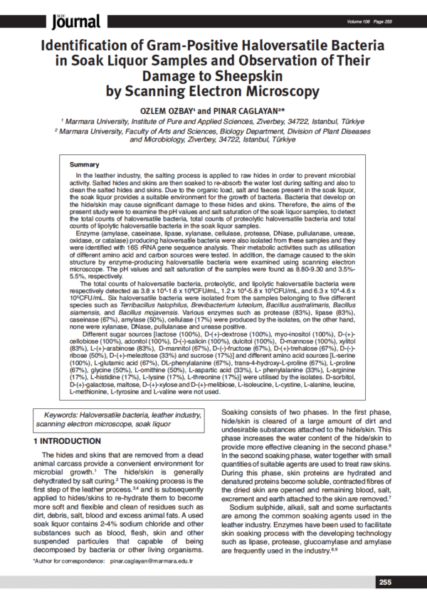 Identification of Gram-Positive Haloversatile Bacteria in Soak Liquor Samples and Observation of Their Damage to Sheepskin by Scanning Electron Microscopy