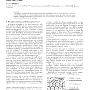 Hair-Saving Unhairing Process Part 1. Epidermis And The Characteristics Of Bovine Hair